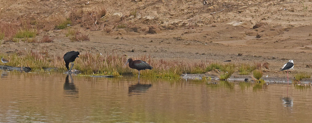 Zwarte ibis