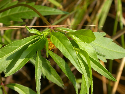 Bidens connata - Smal tandzaad
