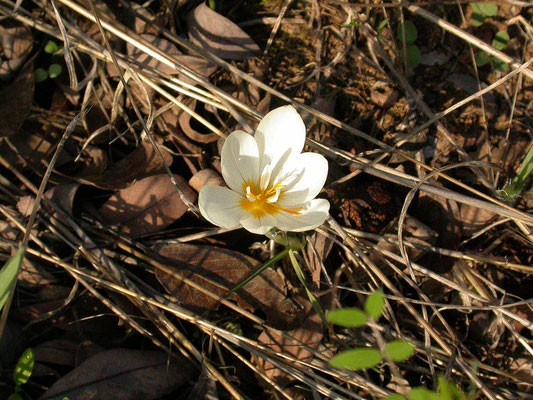 Crocus boryi