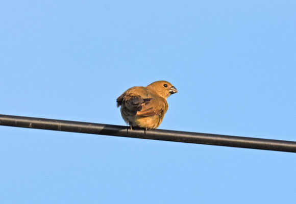 Wing-barred Seedeater