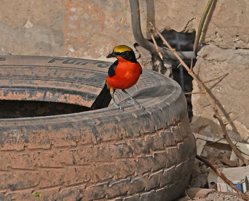 Laniarius barbarus - Common Gonolek (Yellow-crowned G.)