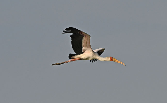 Mycteria ibis - Yellow-billed Stork