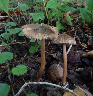 Inocybe asterospora - Sterspoorvezelkop