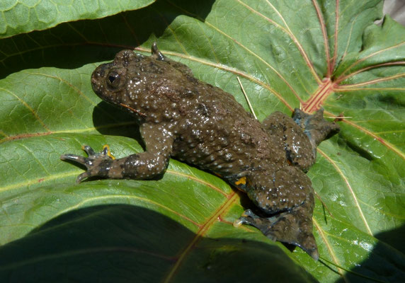 Bombina variegata