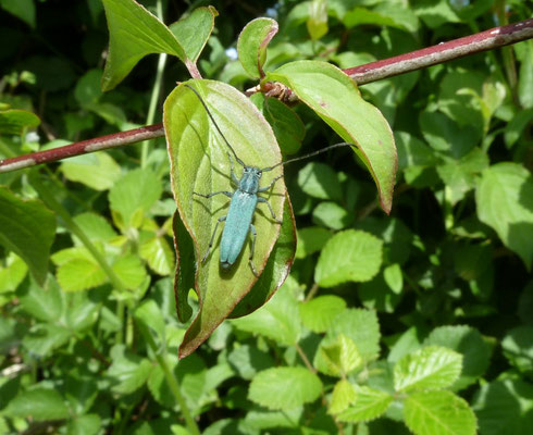 Opsilia coerulescens