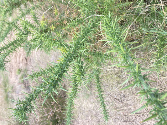 Ulex europaeus - Gaspeldoorn