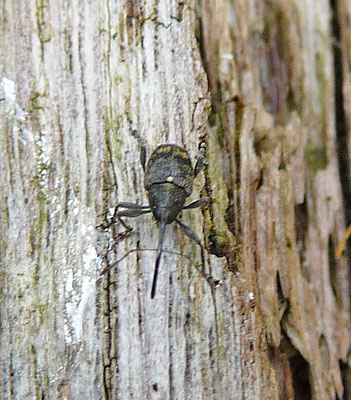 Curculio villosus - Eikengalboorder