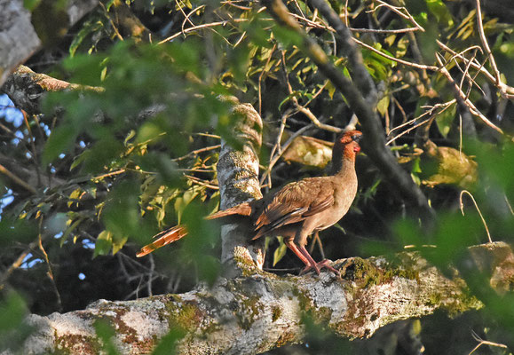 Variable Chacalaca