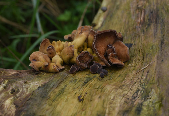 Lentinus strigosus - Ruige taaiplaat