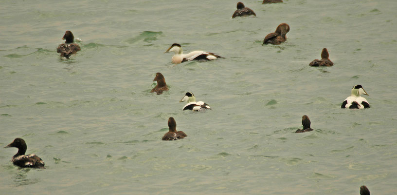 Eider
