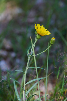 Hieracium umbellatum - Schermhavikskruid