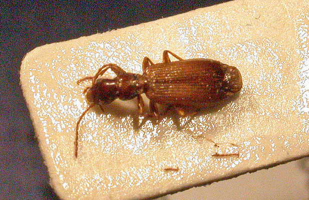 Paradromius linearis