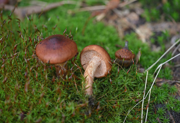 Tricholoma fulvum - Berkenridderzwam