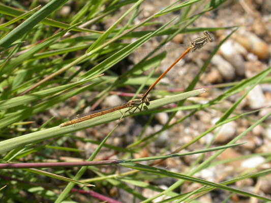 oranje breedscheenjuffer (Platycnemis acutipennis)