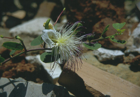 Capparis spinosa - Kappertjesstruik