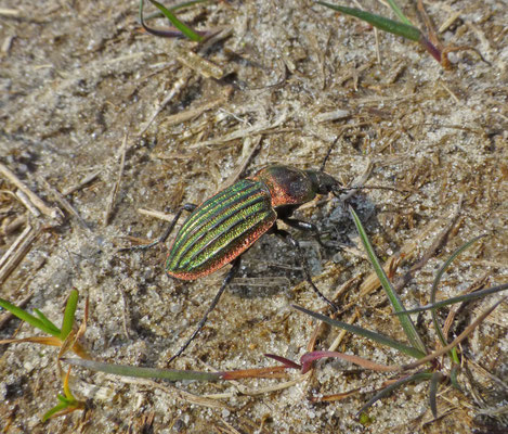 Carabus nitens - Goudrandschallebijter