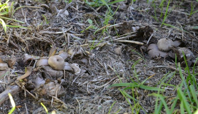 Geastrum floriforme - Bloemaardster