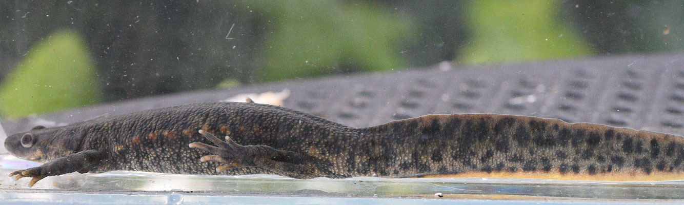 Ribbensalamander
