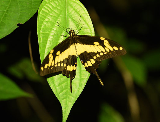 Heraclides thoas thoas