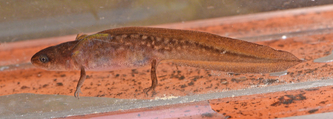 Vinpootsalamander