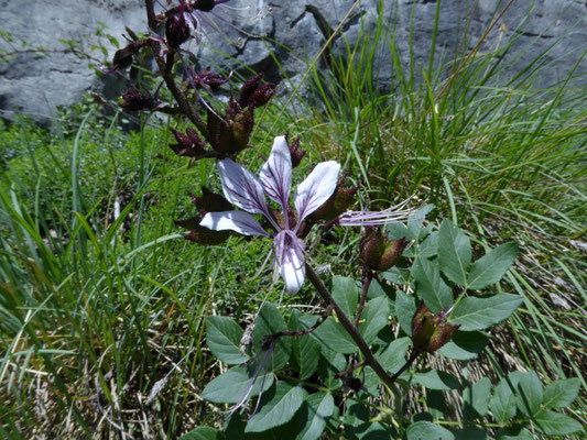 Vuurwerkplant - Dictamnus albus