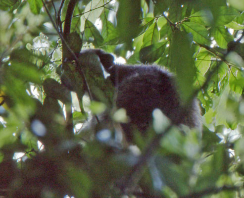 Lumholtz's Tree Cangaroo
