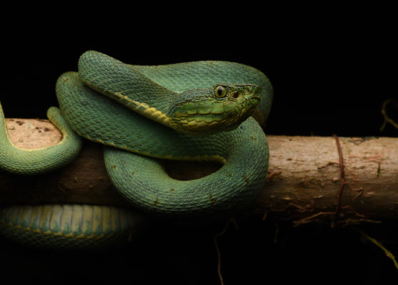 Bothriopsis bilineata bilineata - Groene Boomlanspuntslang (Papegaaislang)