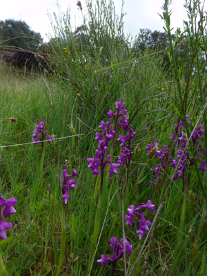 Anacamptis champagneuxii - Blesharlekijn