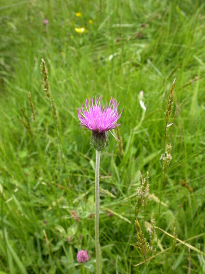 Cirsium dissectum - Spaanse ruiter