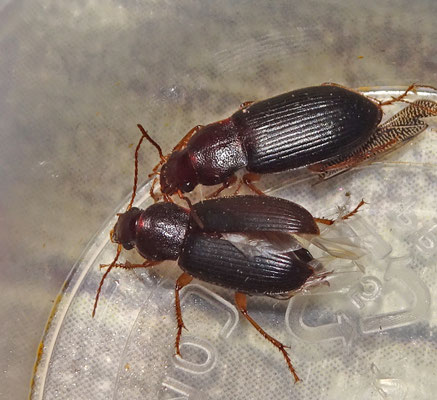Ophonus puncticeps - Slanke halmklimmer