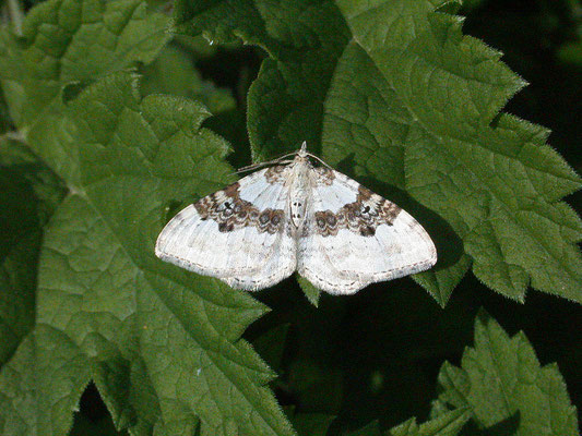 Xanthorhoe montanata - Geoogde bandspanner