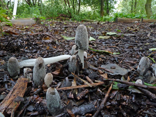 Coprinopsis lagopus - Hazenpootje