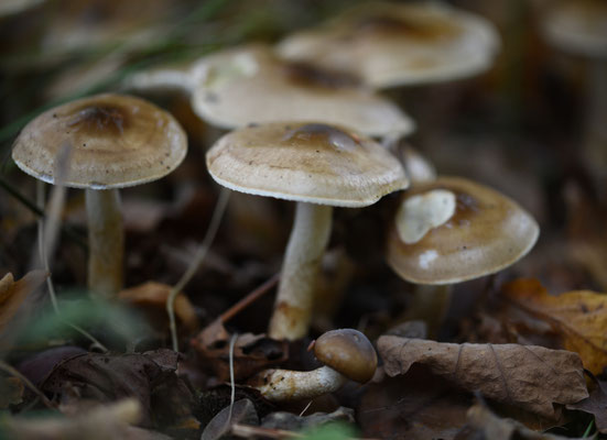 Olijfbruine slijmkop