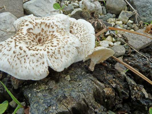 Lentinus tigrinus -Tijgertaaiplaat