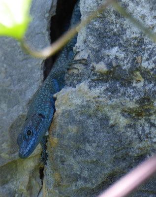 Spitssnuithagedis (Dalmatolacerta oxycephala)