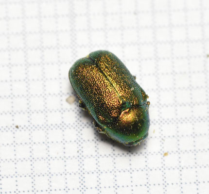 Cryptocephalus aureolus