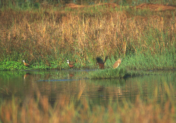 Abuko Nature Reserve