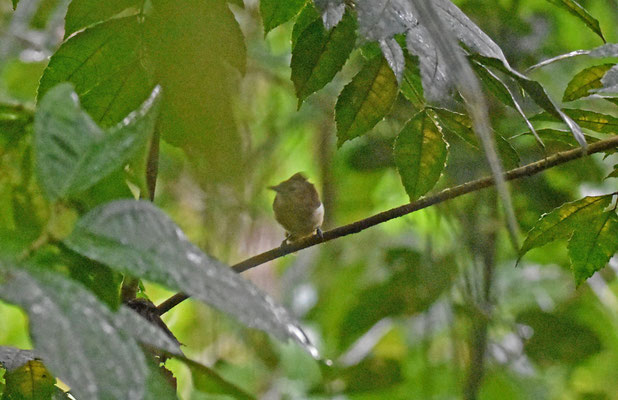 Brown-bellied Antwren