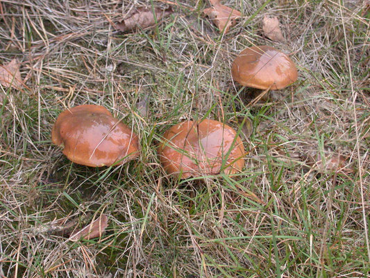 Suillus luteus - Bruine ringboleet