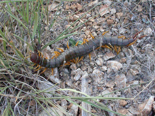 Scolopendra cingulata