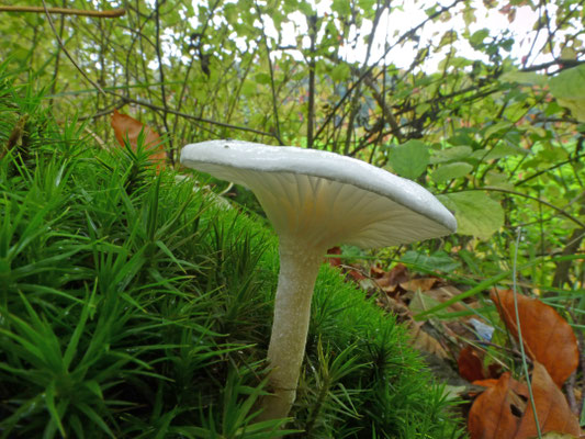 Hygrophorus eburneus - Ivoorzwam
