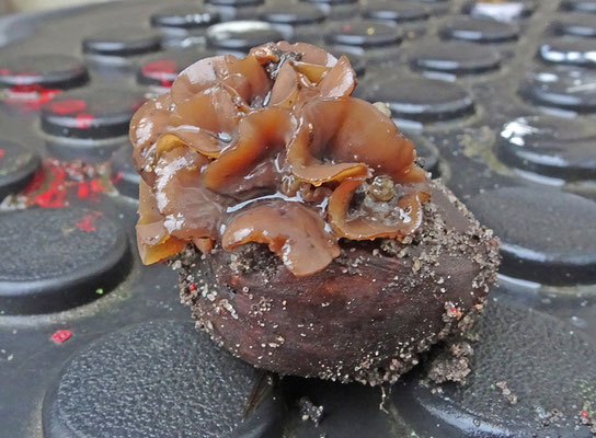 Rutstroemia echinophila - Kastanjestromakelkje