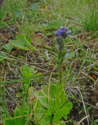 Veronica bellidiodes