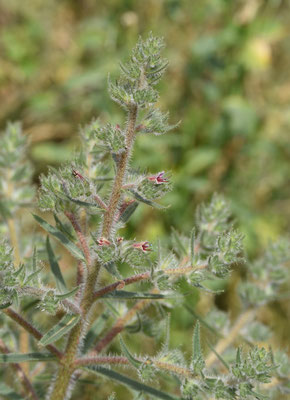 Echium asperrimum
