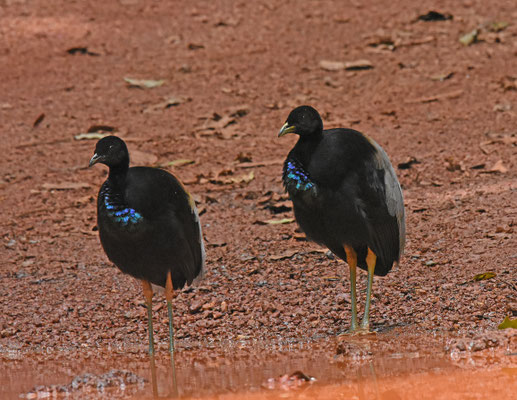 Gray-winged Trumpeter