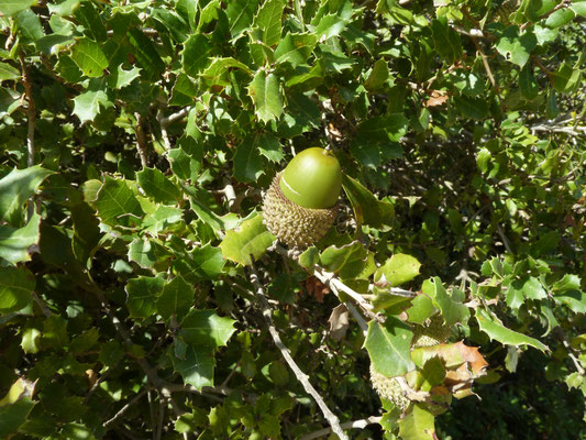 Quercus ilex -Steeneik