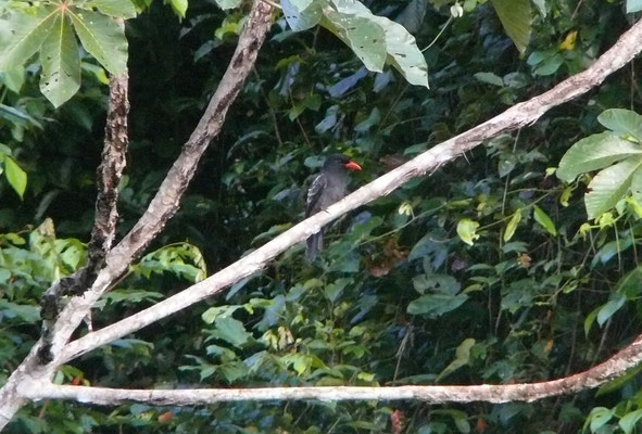 Black Nunbird