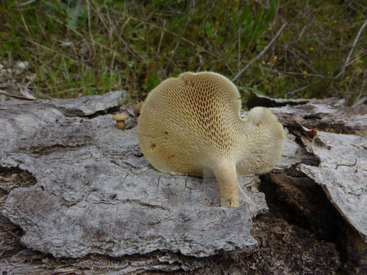 Polyporus arcularius - Grootporiehoutzwam