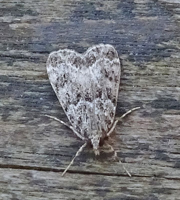 Eudonia truncicolella - Nazomergranietmot