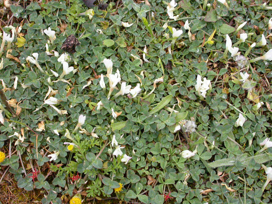 Trifolium uniflorum